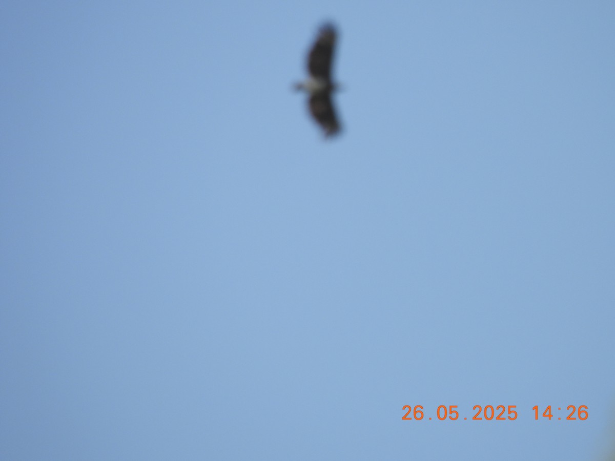 Малый рыболов - ML637909418