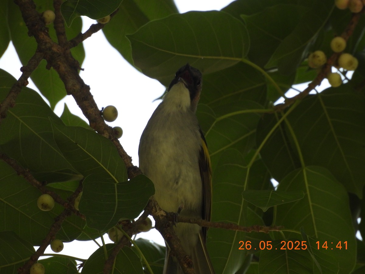 Ashy Bulbul - ML637909430