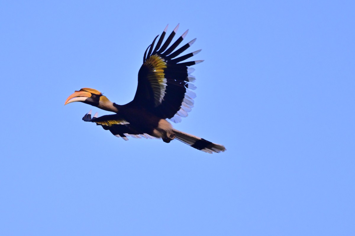 Great Hornbill - ML637909478