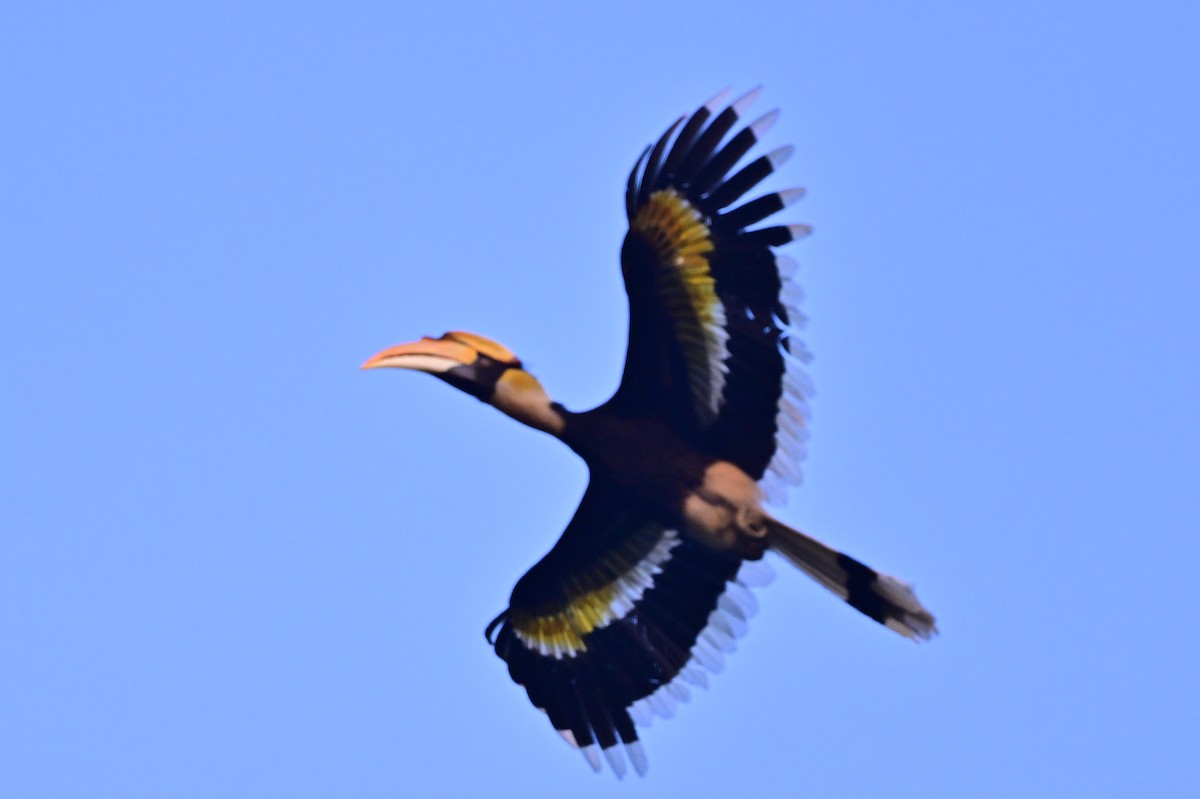 Great Hornbill - ML637909481