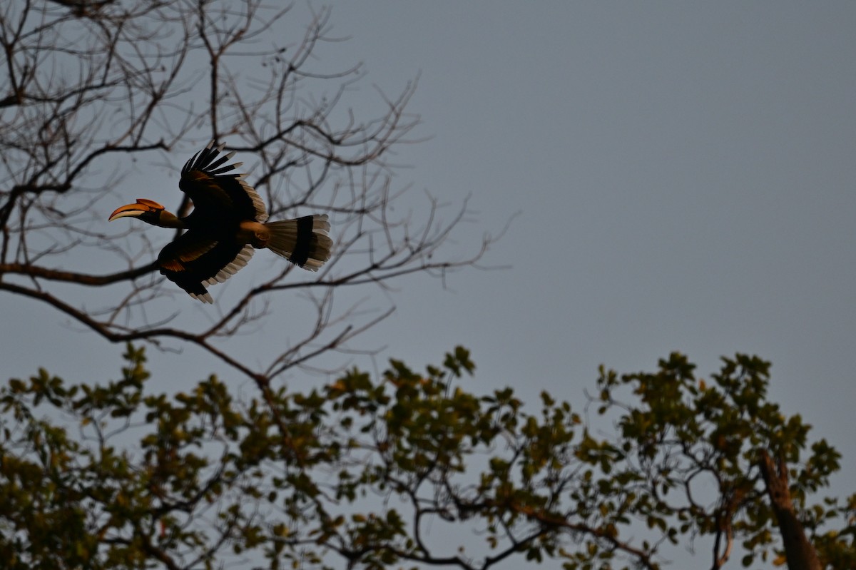Great Hornbill - ML637909482