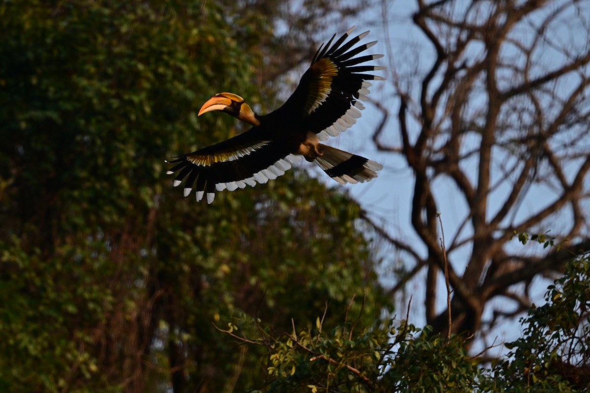 Great Hornbill - ML637909483