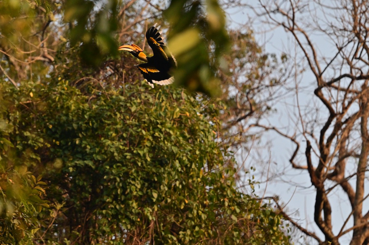 Great Hornbill - ML637909484