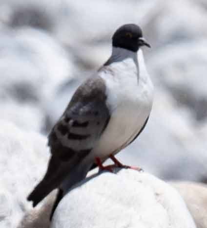 Snow Pigeon - ML637909486