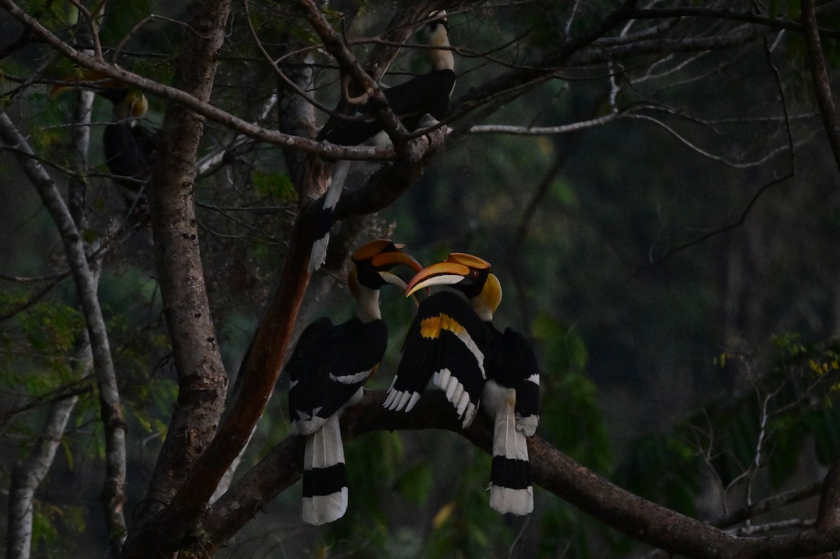 Great Hornbill - ML637909487