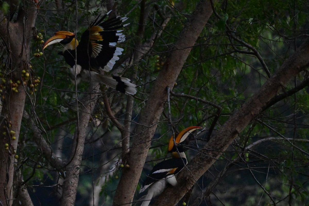 Great Hornbill - ML637909489
