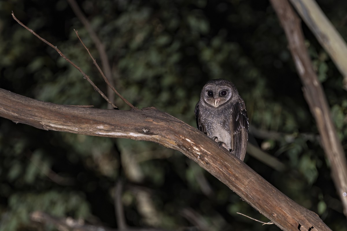 Sooty Owl (Greater) - ML637909498