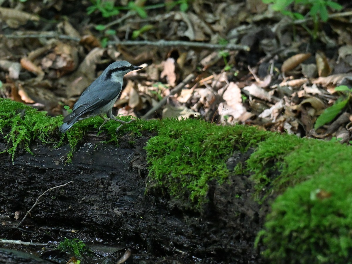 Eurasian Nuthatch - ML637909512