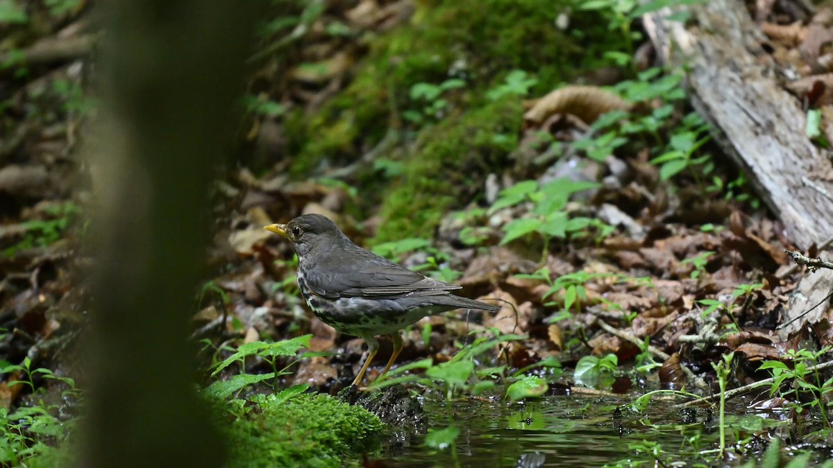 Japanese Thrush - ML637909514