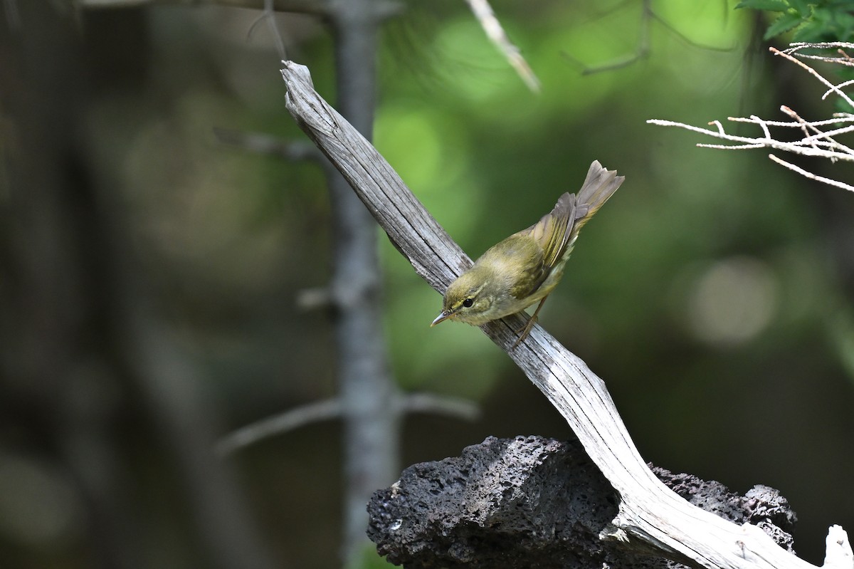 Japanese Leaf Warbler - ML637909527