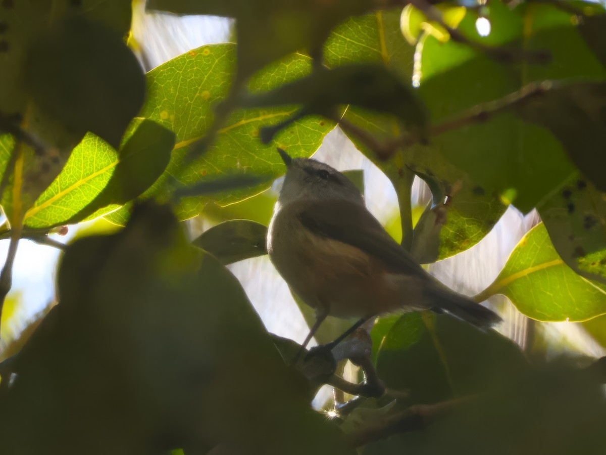 Brown Gerygone - ML637909543