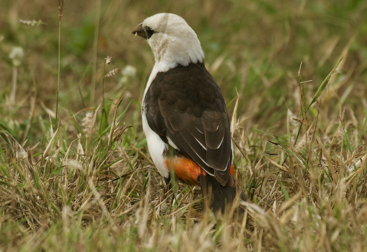 White-headed Buffalo-Weaver - ML637909553
