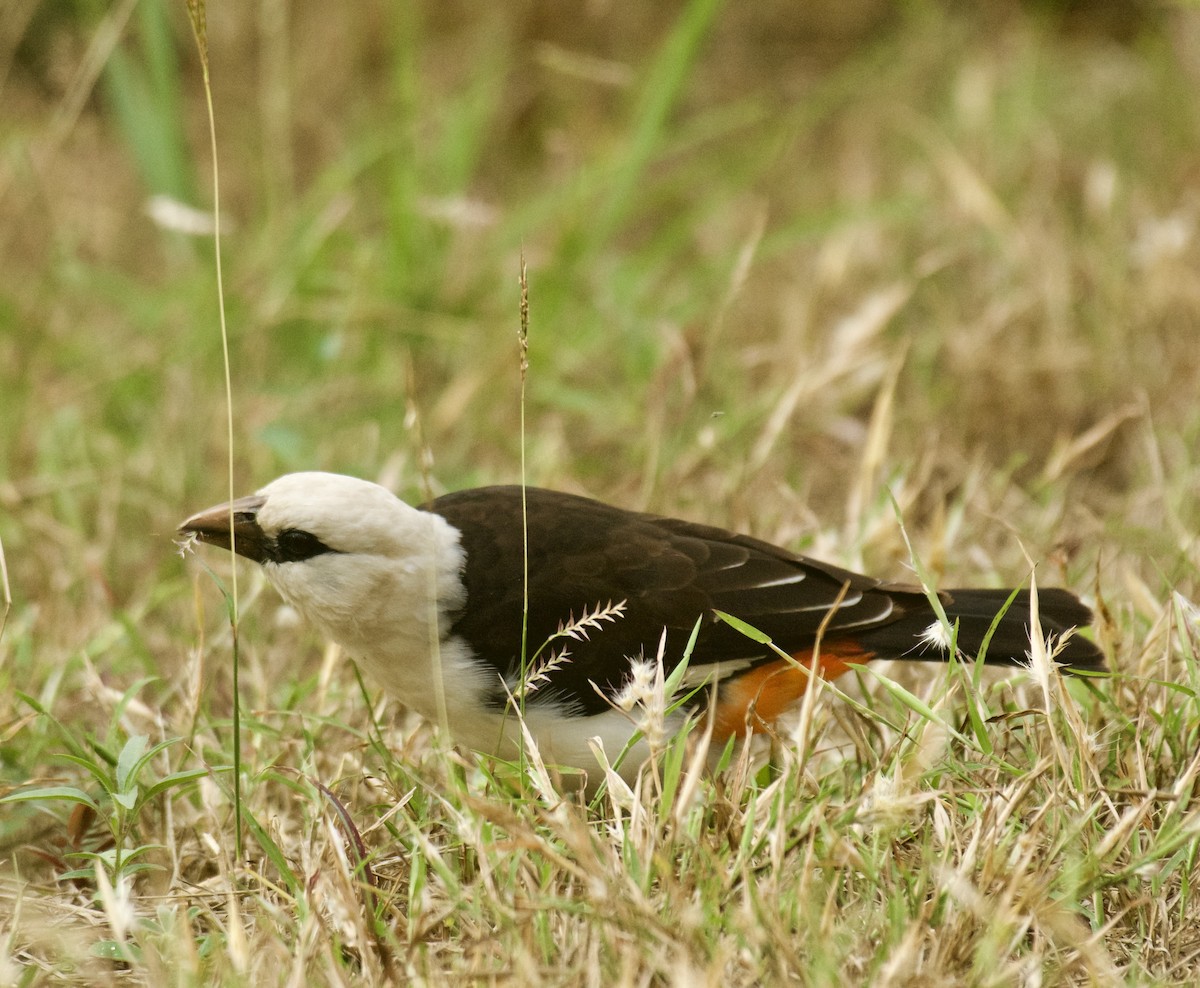 White-headed Buffalo-Weaver - ML637909554