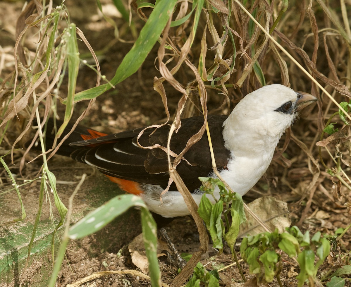 White-headed Buffalo-Weaver - ML637909555