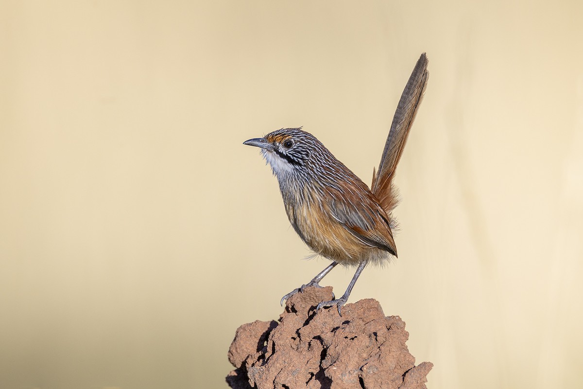 Pilbara Grasswren - ML637909574