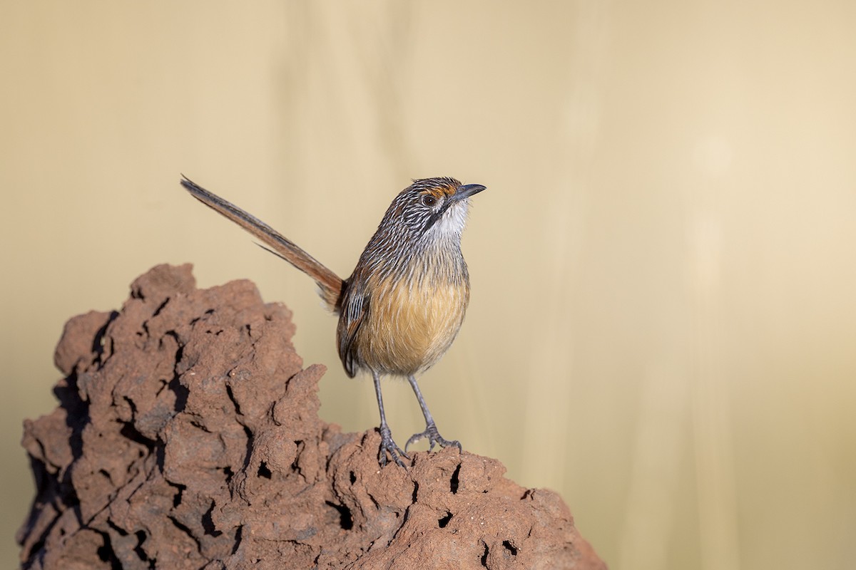 Pilbara Grasswren - ML637909577