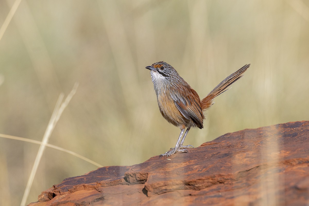 Pilbara Grasswren - ML637909578