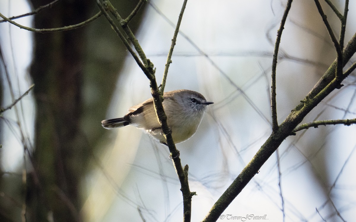 Brown Gerygone - ML637909599