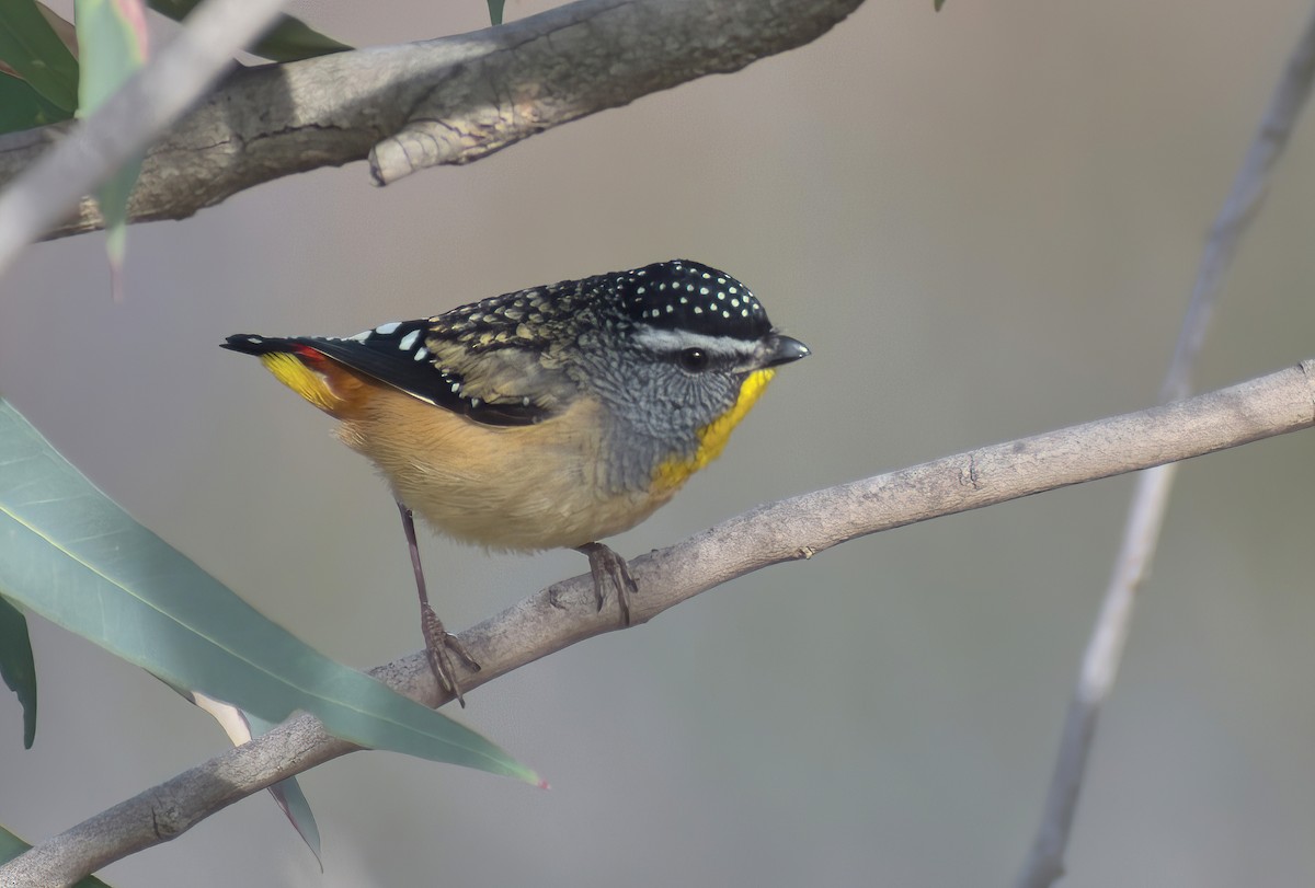 Spotted Pardalote - ML637909629