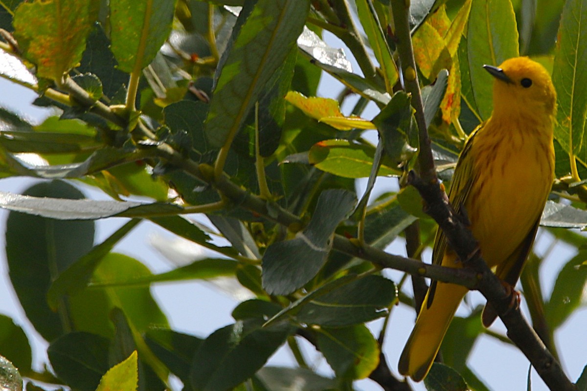 Yellow Warbler - ML637909656