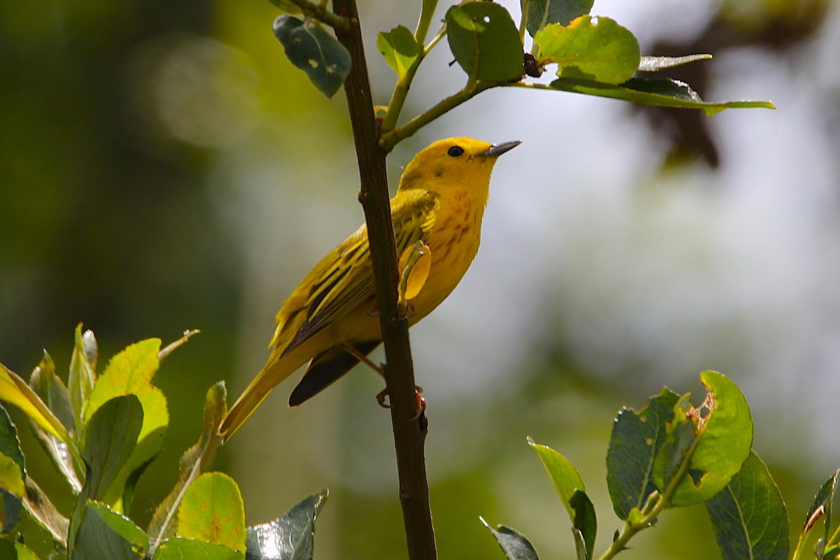 Yellow Warbler - ML637909668