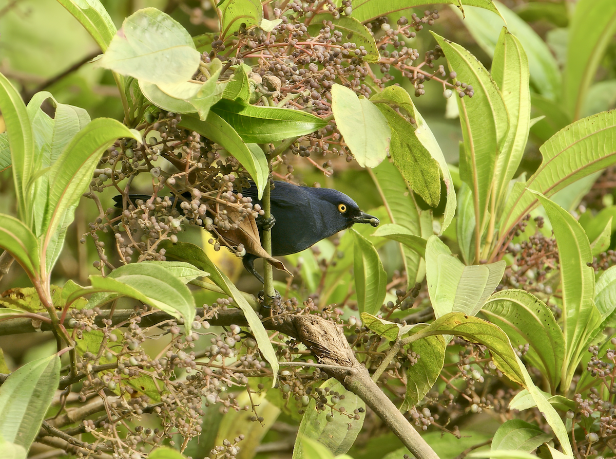 Deep-blue Flowerpiercer - ML637909680