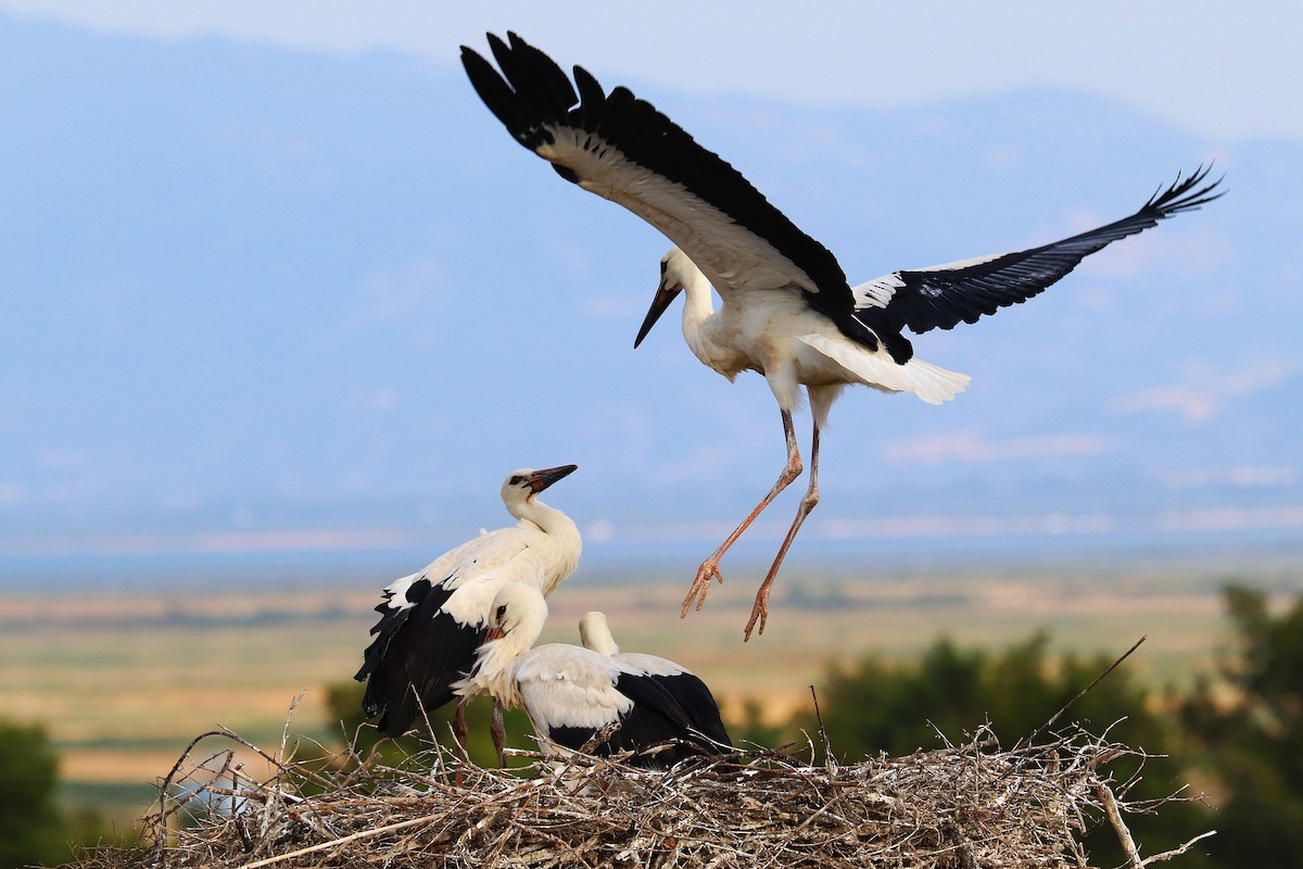 White Stork - ML637909735