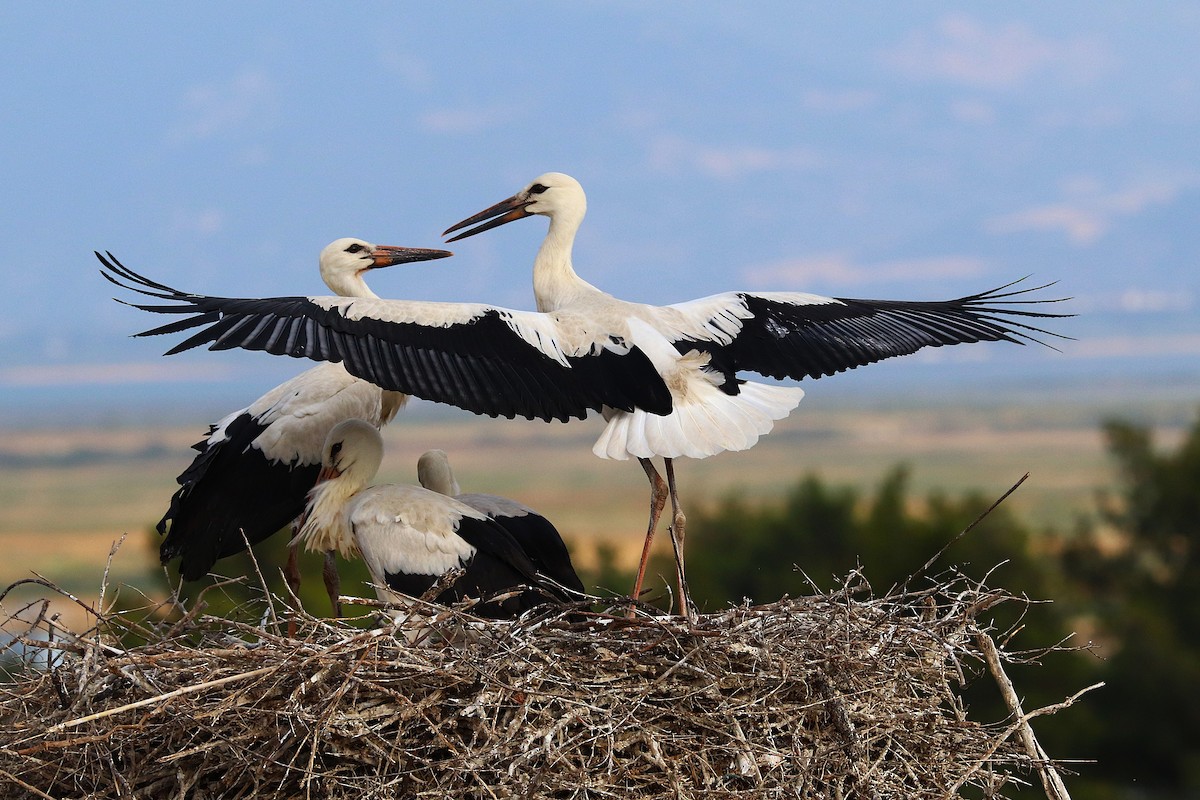 White Stork - ML637909740