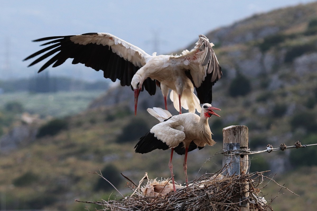 White Stork - ML637909742