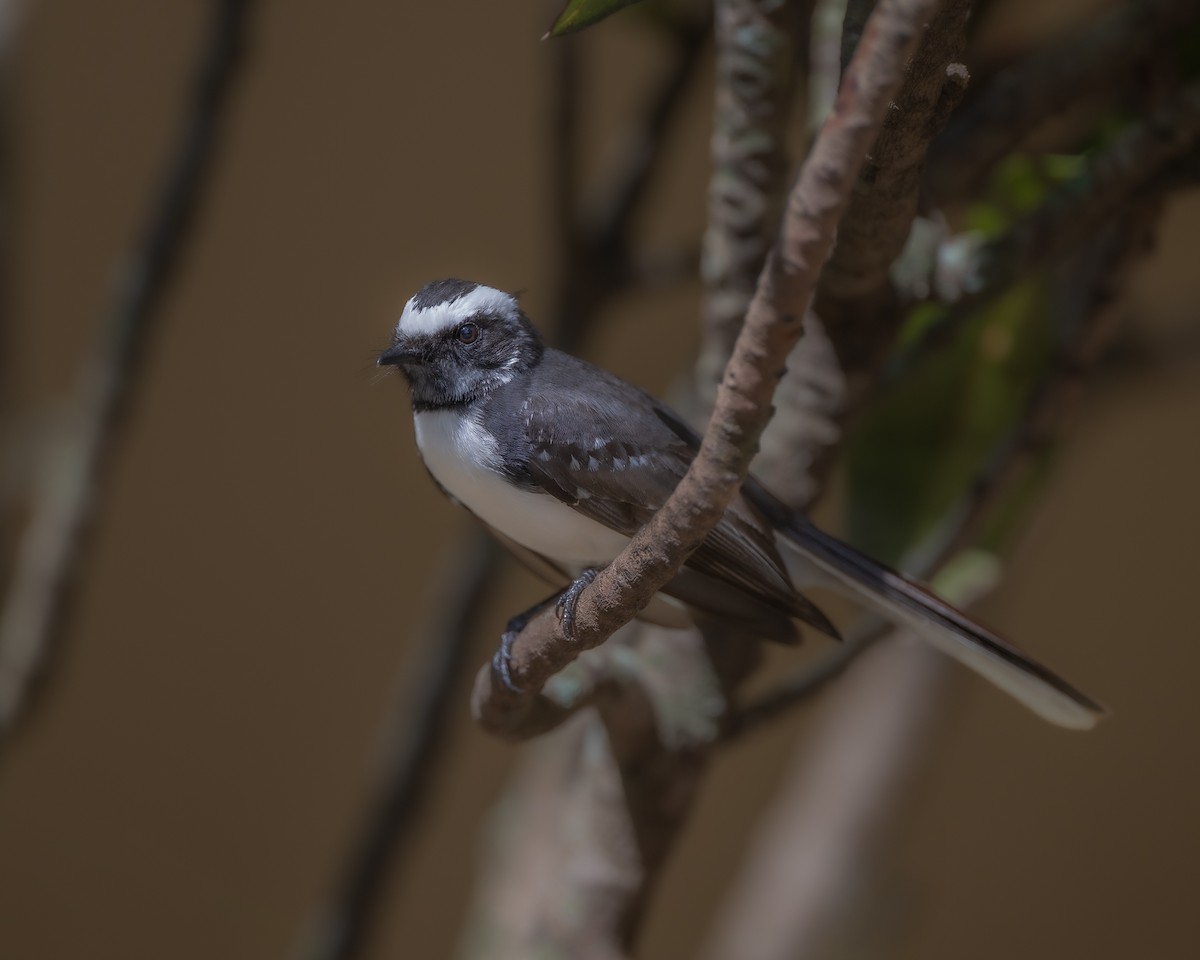 White-browed Fantail - ML637909749