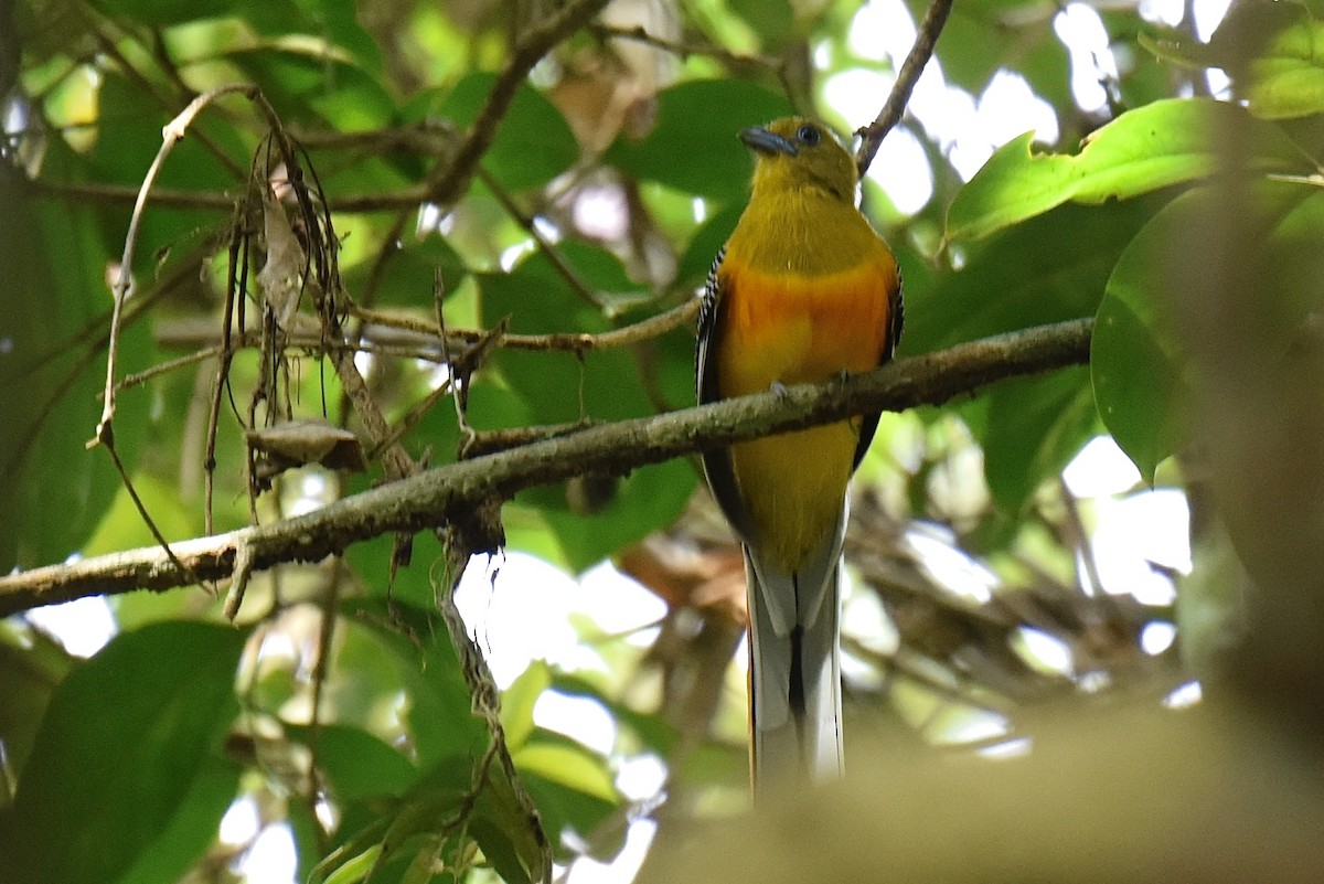 Orange-breasted Trogon - ML637909758