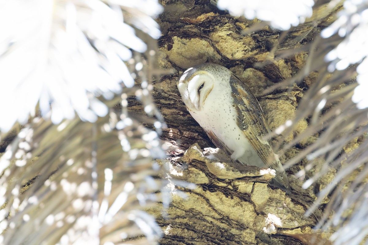 Eastern Barn Owl (Eastern) - ML637909809