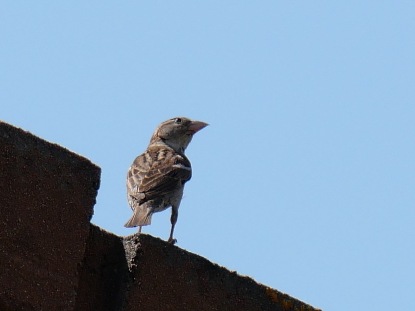 Italian Sparrow - ML637909830