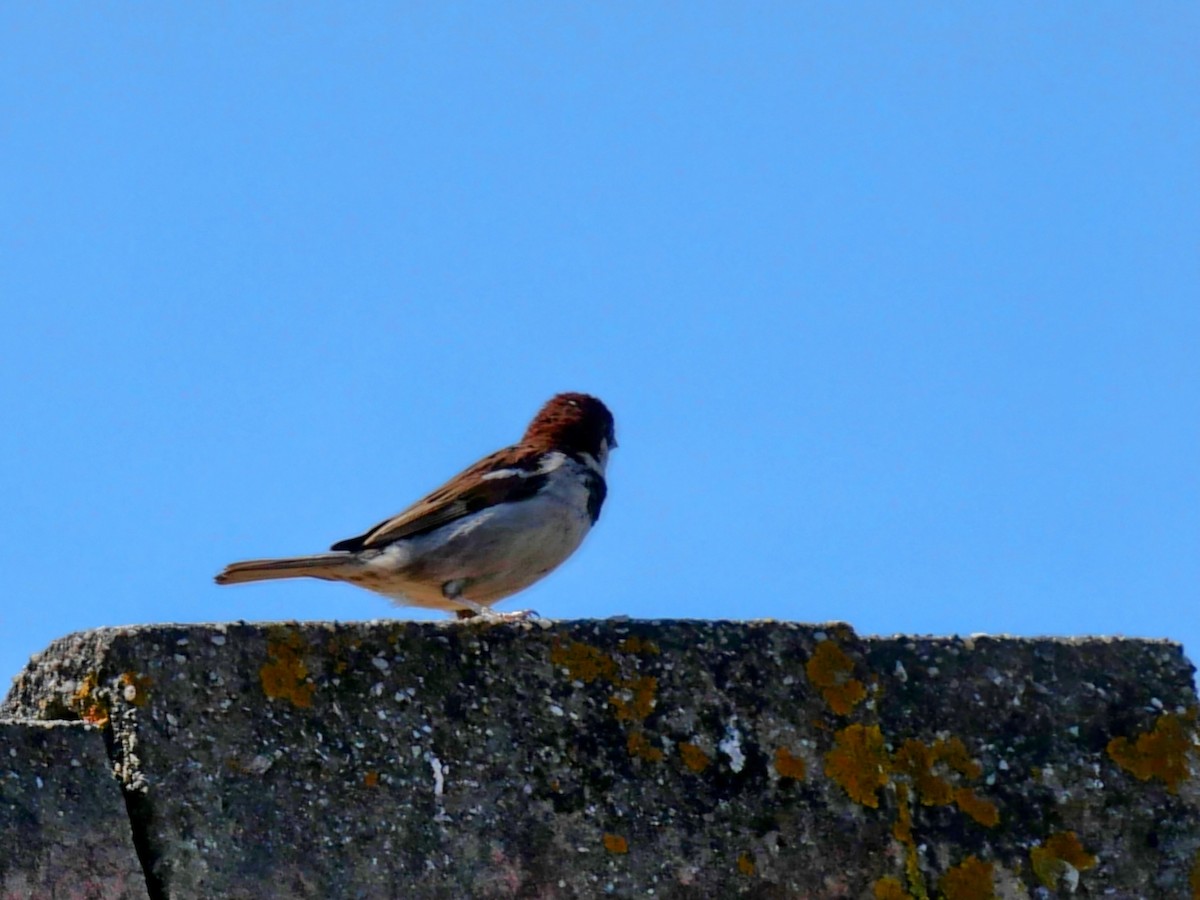 Italian Sparrow - ML637909831