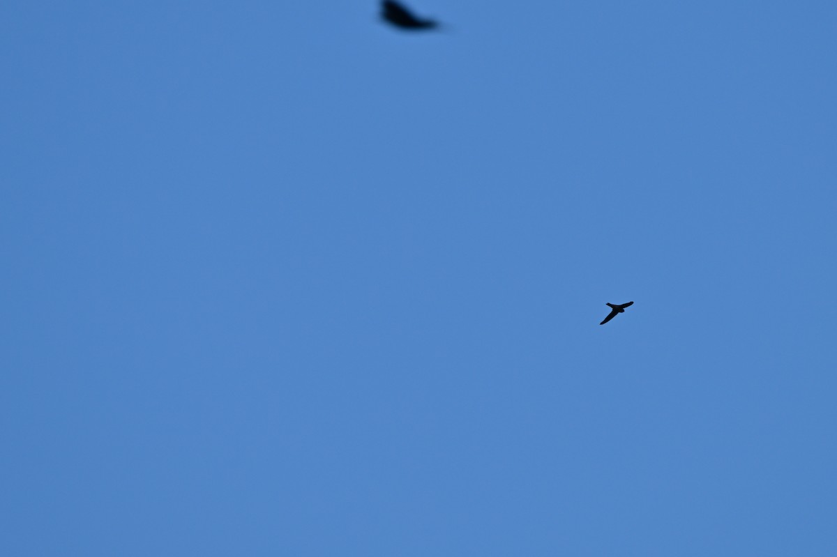Plume-toed Swiftlet - ML637909846