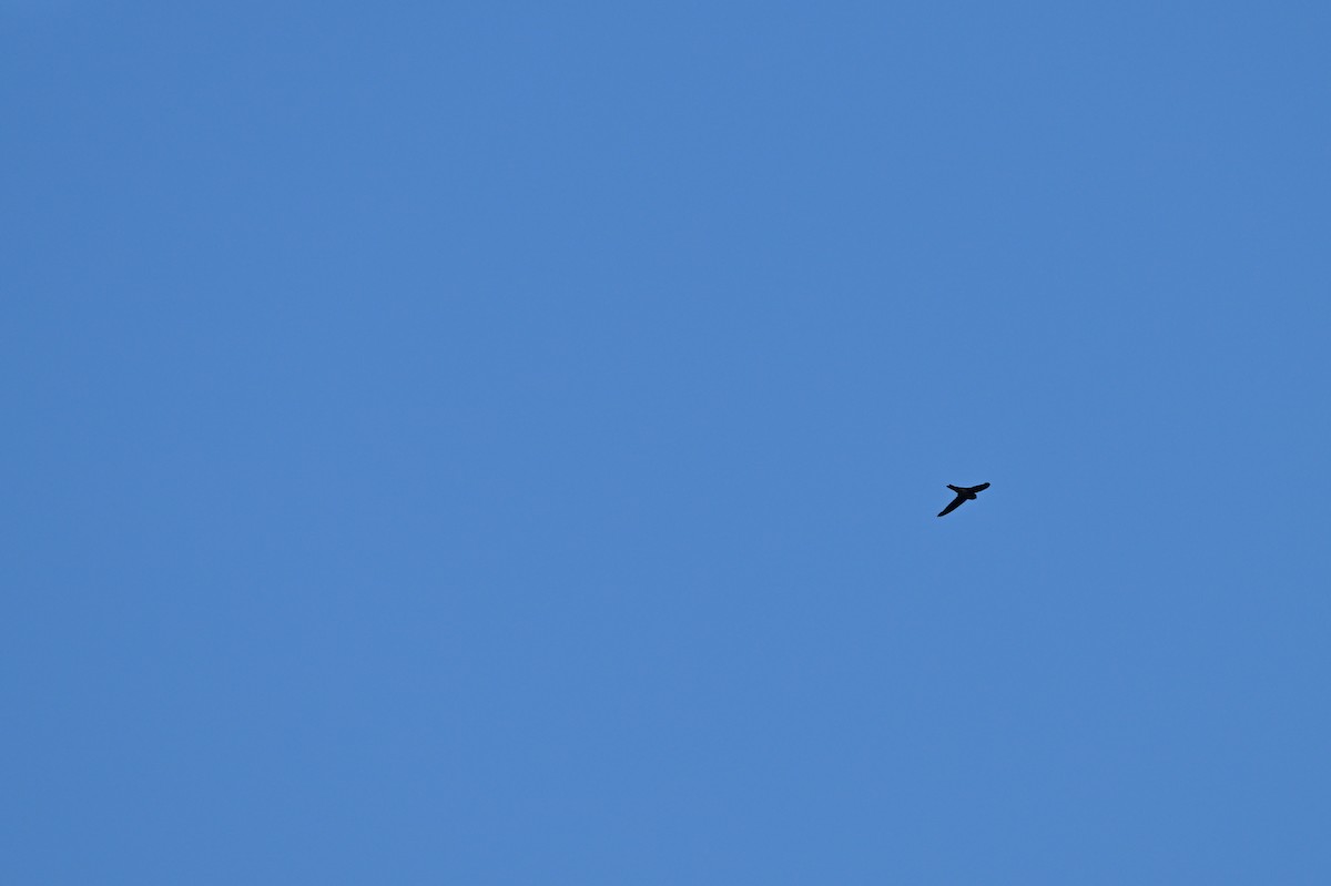 Plume-toed Swiftlet - ML637909847
