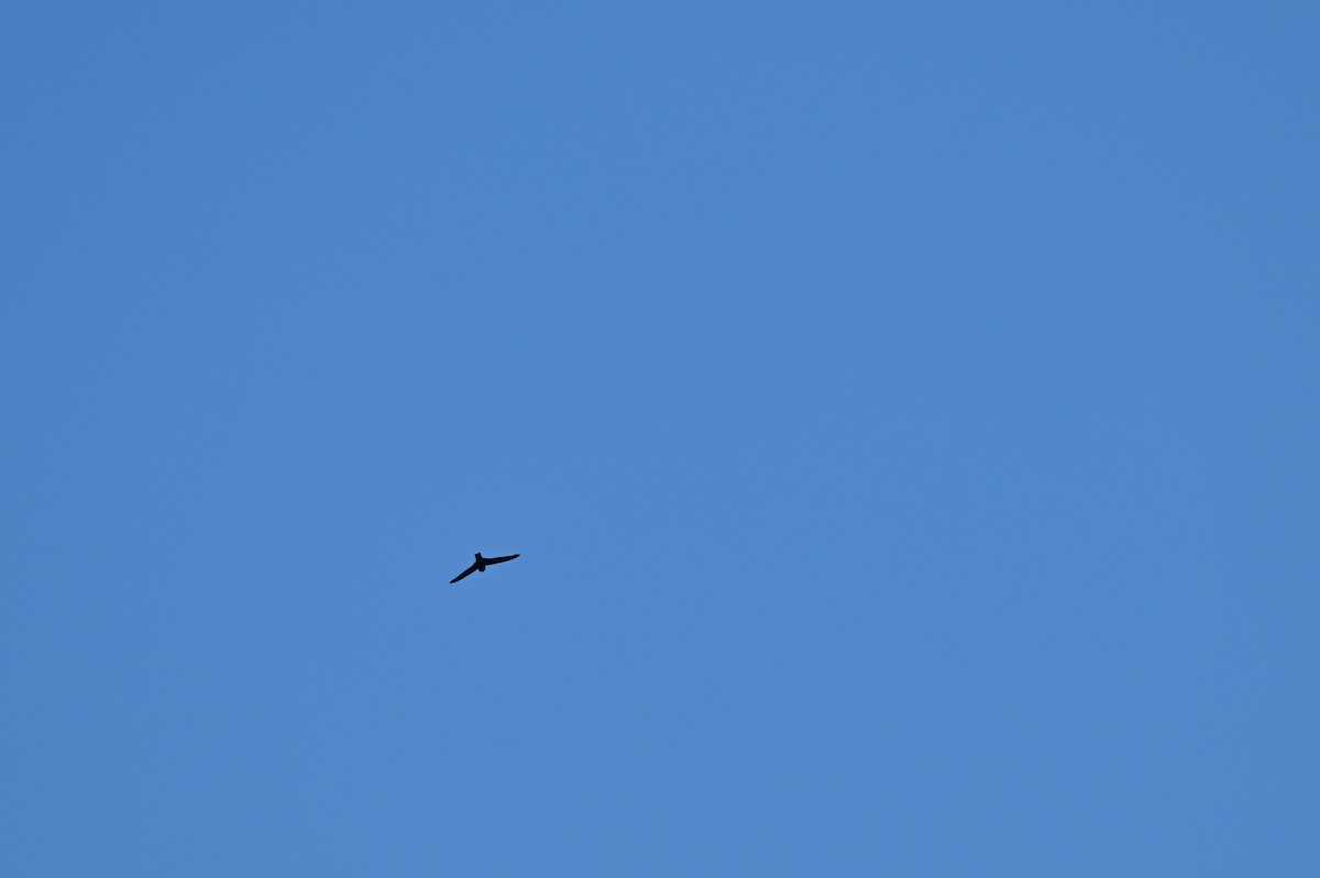 Plume-toed Swiftlet - ML637909848