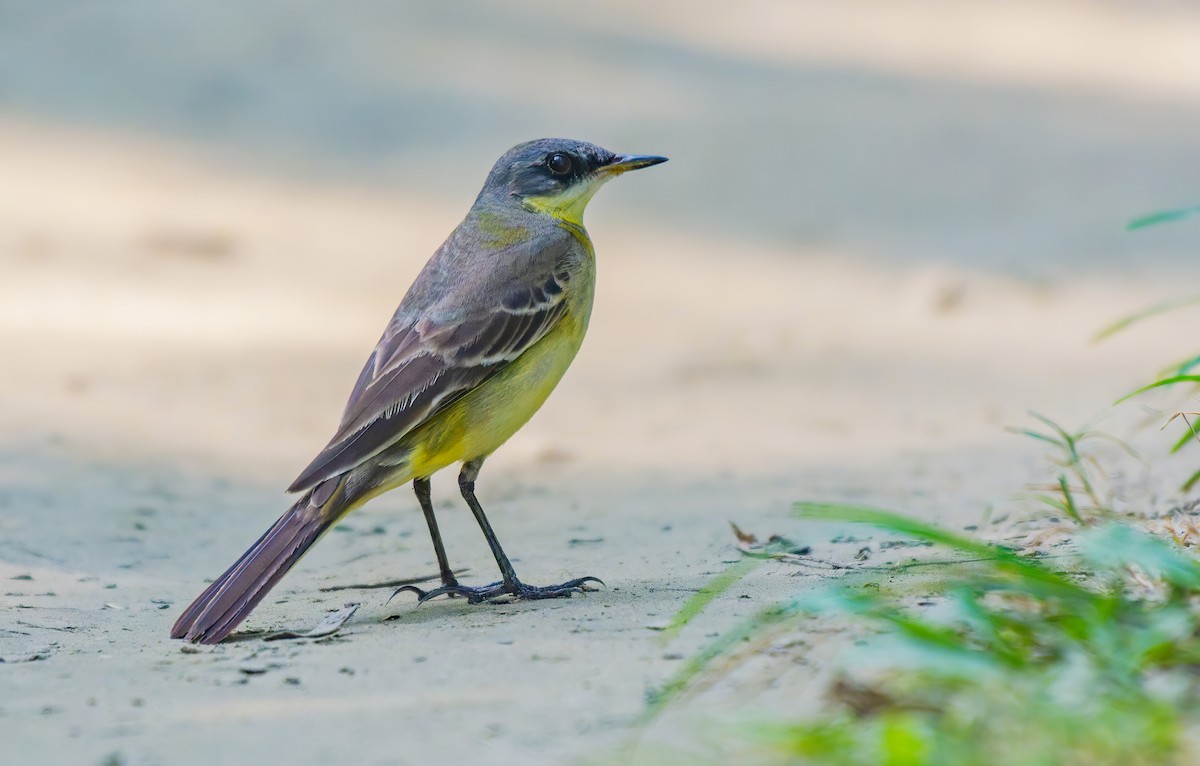 Eastern Yellow Wagtail - ML637909871