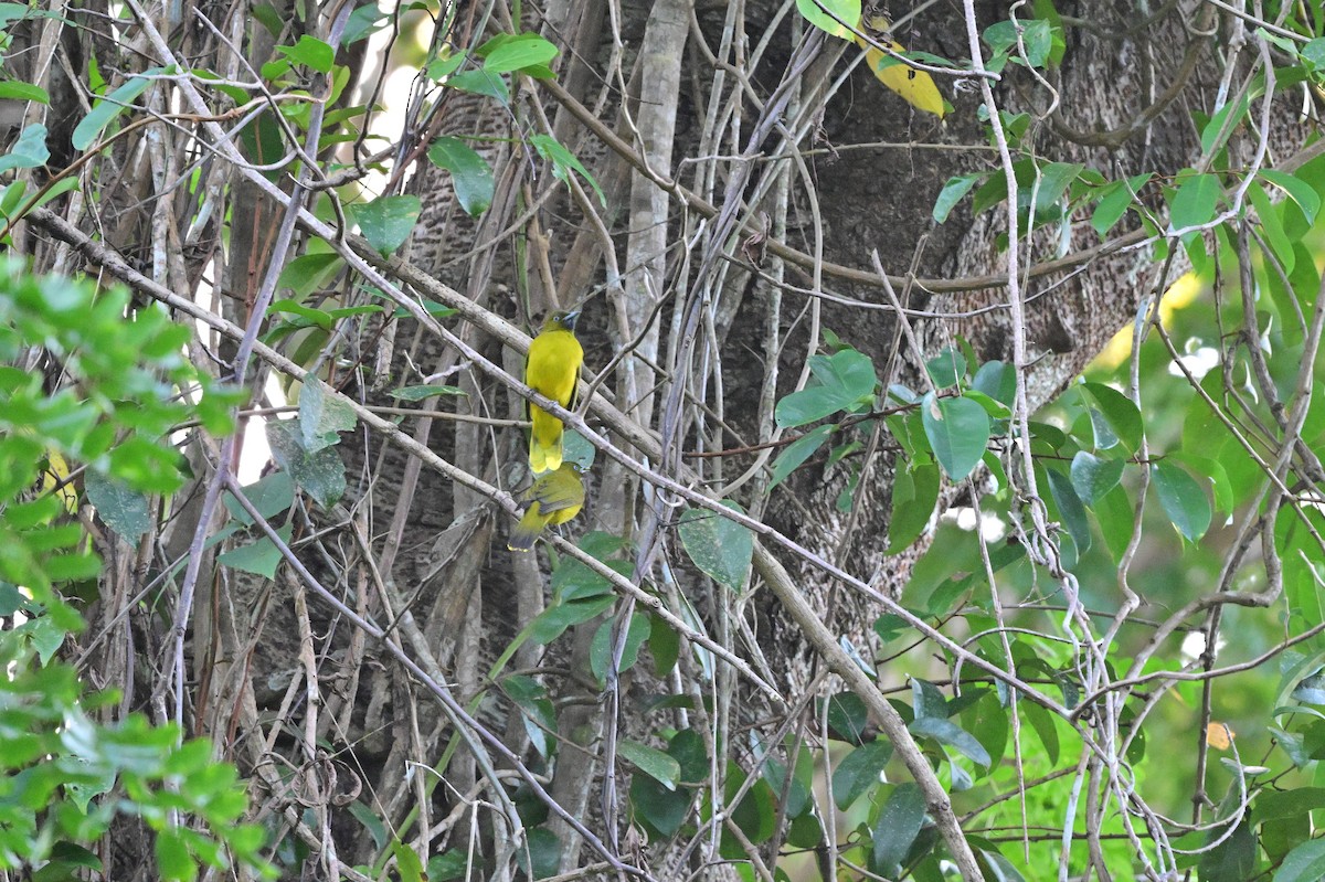 Andaman Bulbul - ML637909890