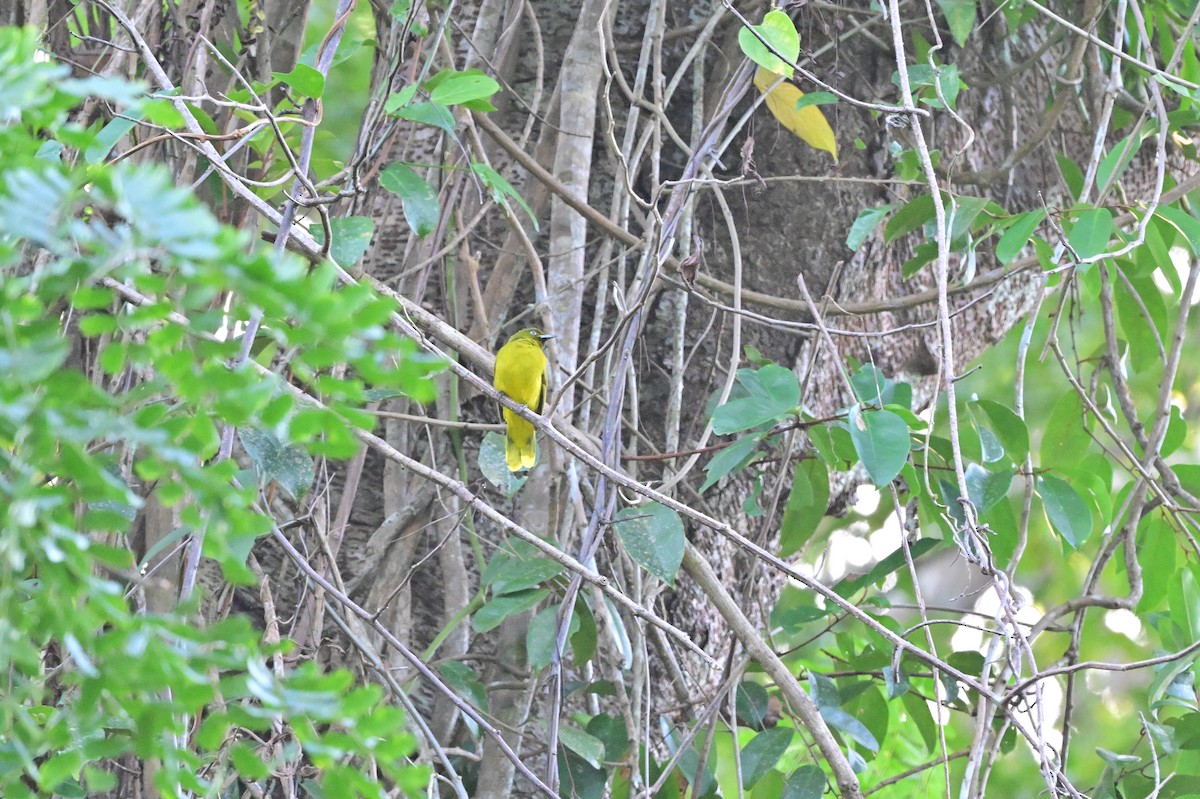 Andaman Bulbul - ML637909891