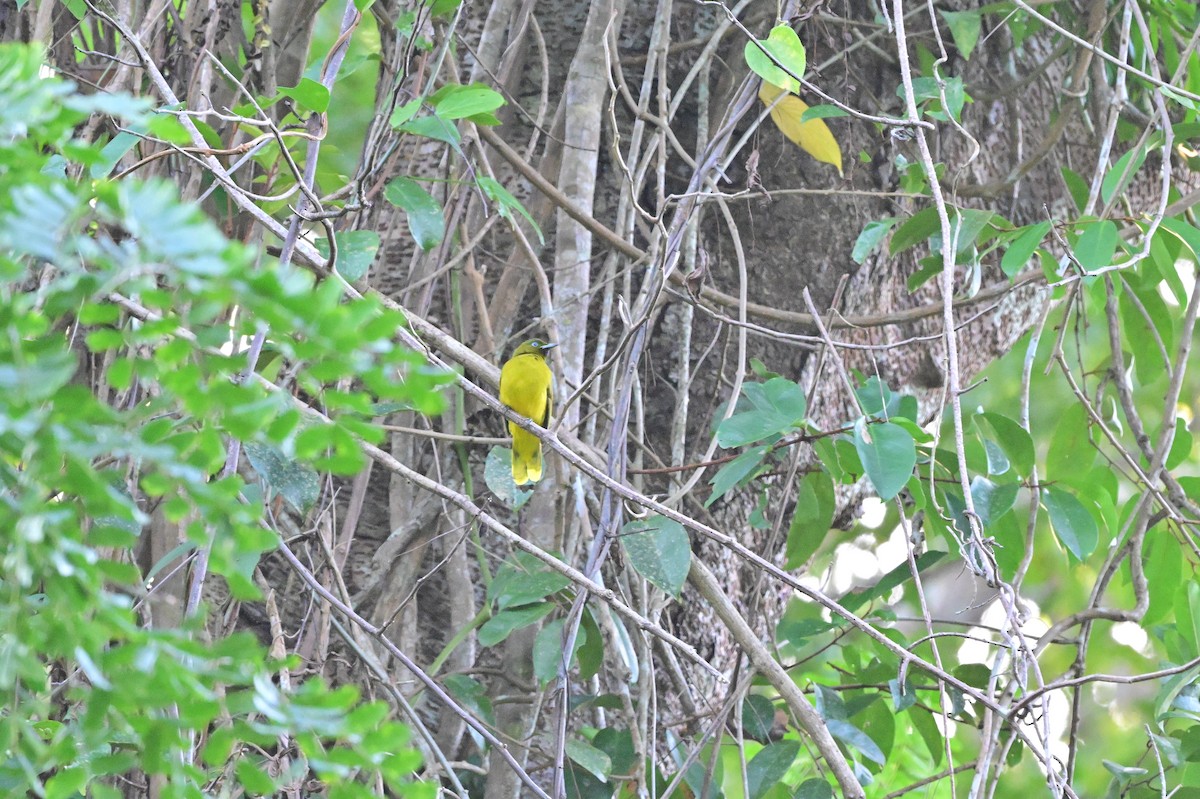 Andaman Bulbul - ML637909892
