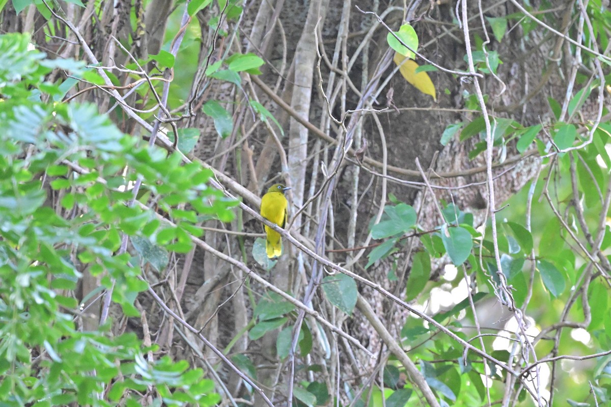 Andaman Bulbul - ML637909893