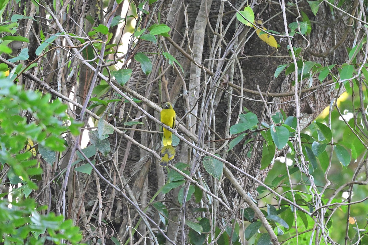 Andaman Bulbul - ML637909894