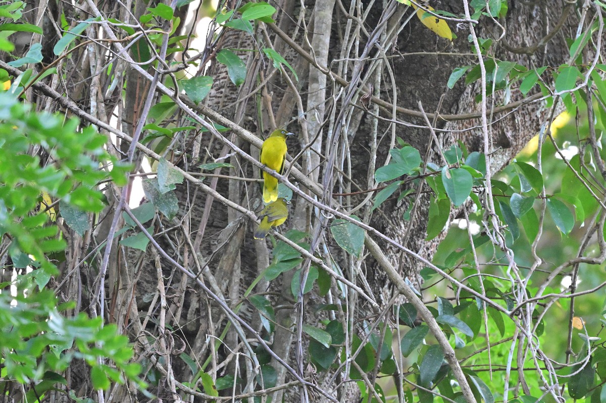 Andaman Bulbul - ML637909895