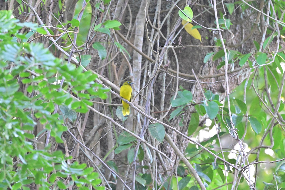 Andaman Bulbul - ML637909896