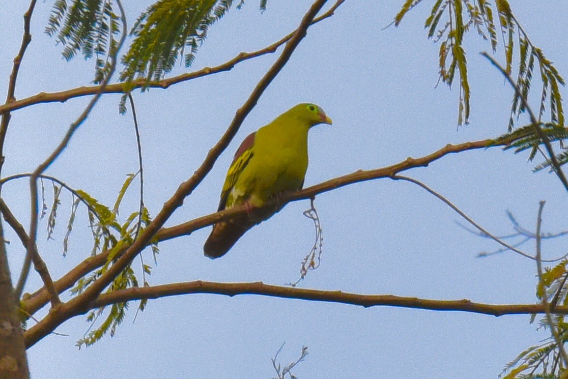 Thick-billed Green-Pigeon - ML637909900