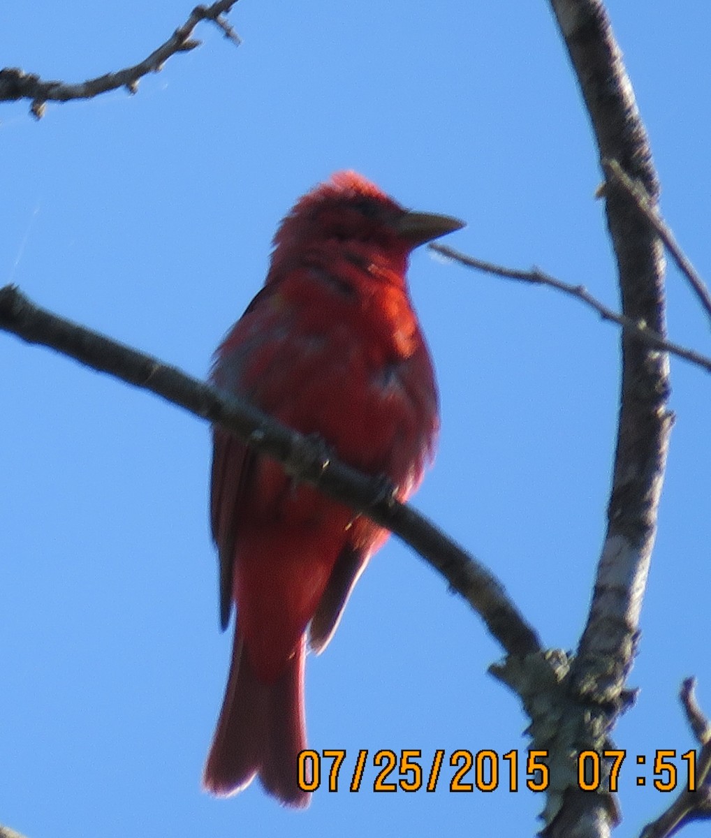 Summer Tanager - ML63790991