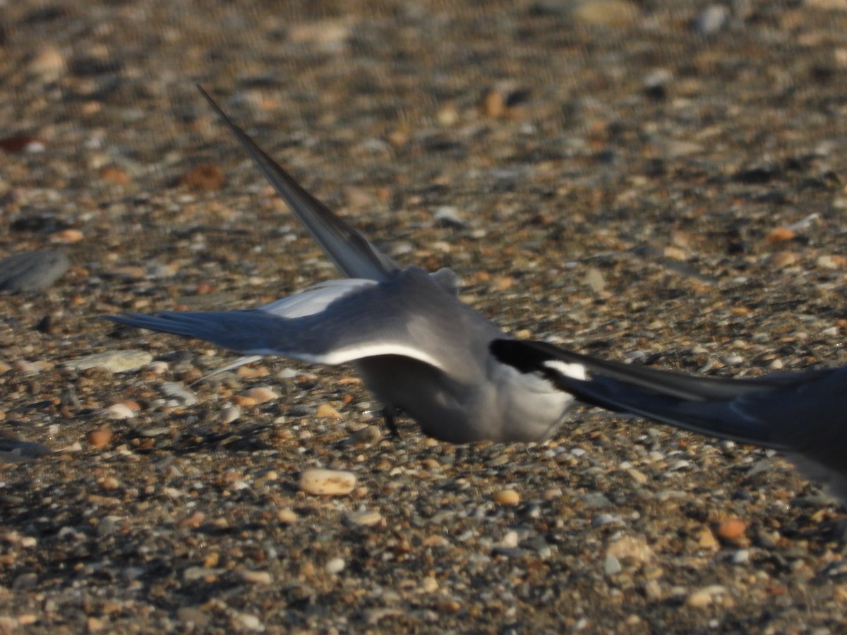 Aleutian Tern - ML637909944