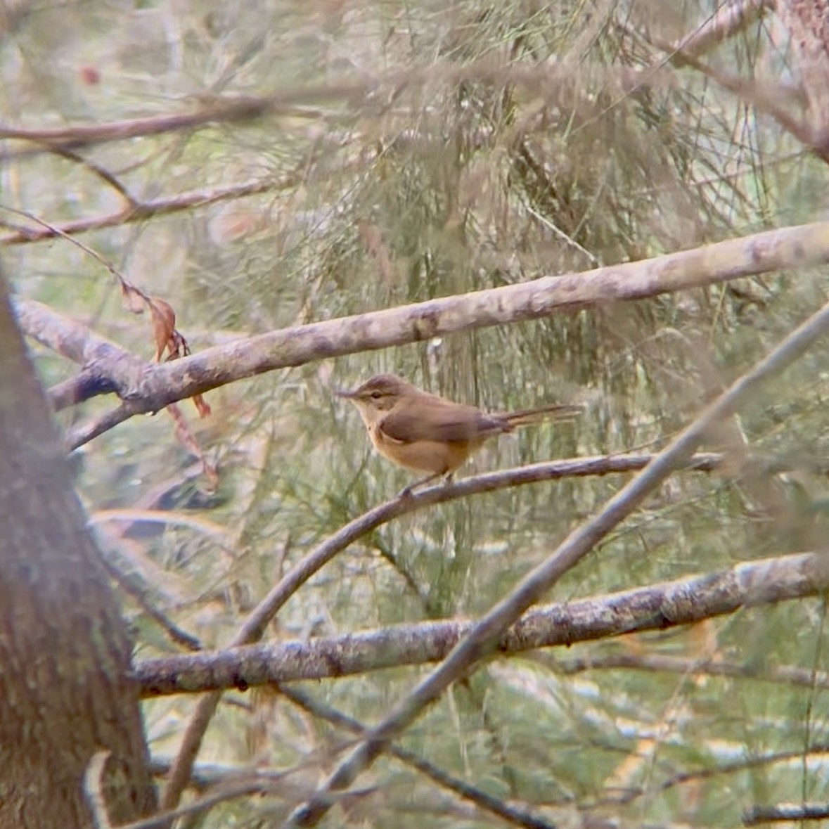 Australian Reed Warbler - ML637909950