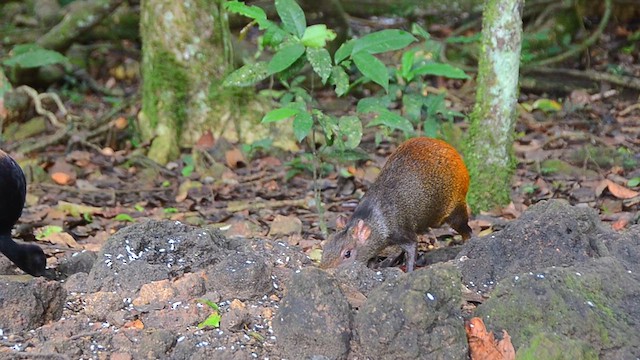 Red-rumped Agouti - ML637909964